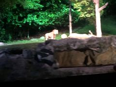 -夜间野生动物园