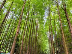 -山王坪喀斯特国家生态公园
