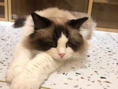 -猫域·湾主题猫咖·宠物吧(南坪城市广场店)