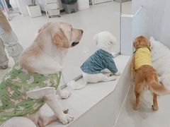 -共舞时光猫咖·狗咖(新街口店)
