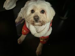 -PETKIT小佩宠物·低压洗护(国顺东路店)