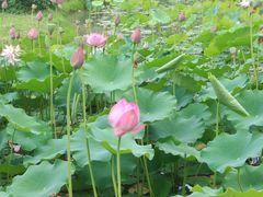 -中家鑫园温泉酒店鑫悦汤泉