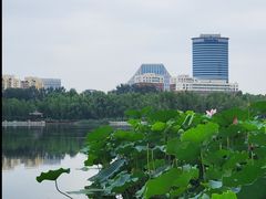 -莲花池公园