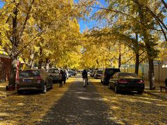 -三里屯东五街银杏大道