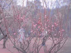 -蜀冈西峰生态公园