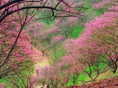 -新建村梅花