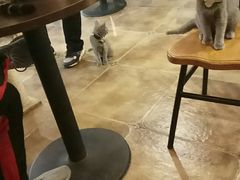 -共舞时光猫咖·狗咖(新街口店)