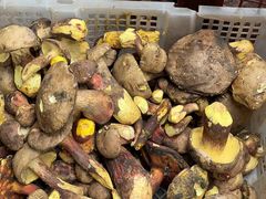 -杨记山珍鸡煲菌汤锅