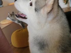 -Husky Go! 哈士奇体验馆·宠物咖啡厅狗咖