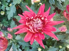 -峨嵋酒家(地安门店)