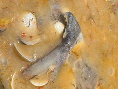 -创味·民间海南菜·非遗藤桥排骨(藤桥·免税城店)