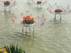 -荷兰花海