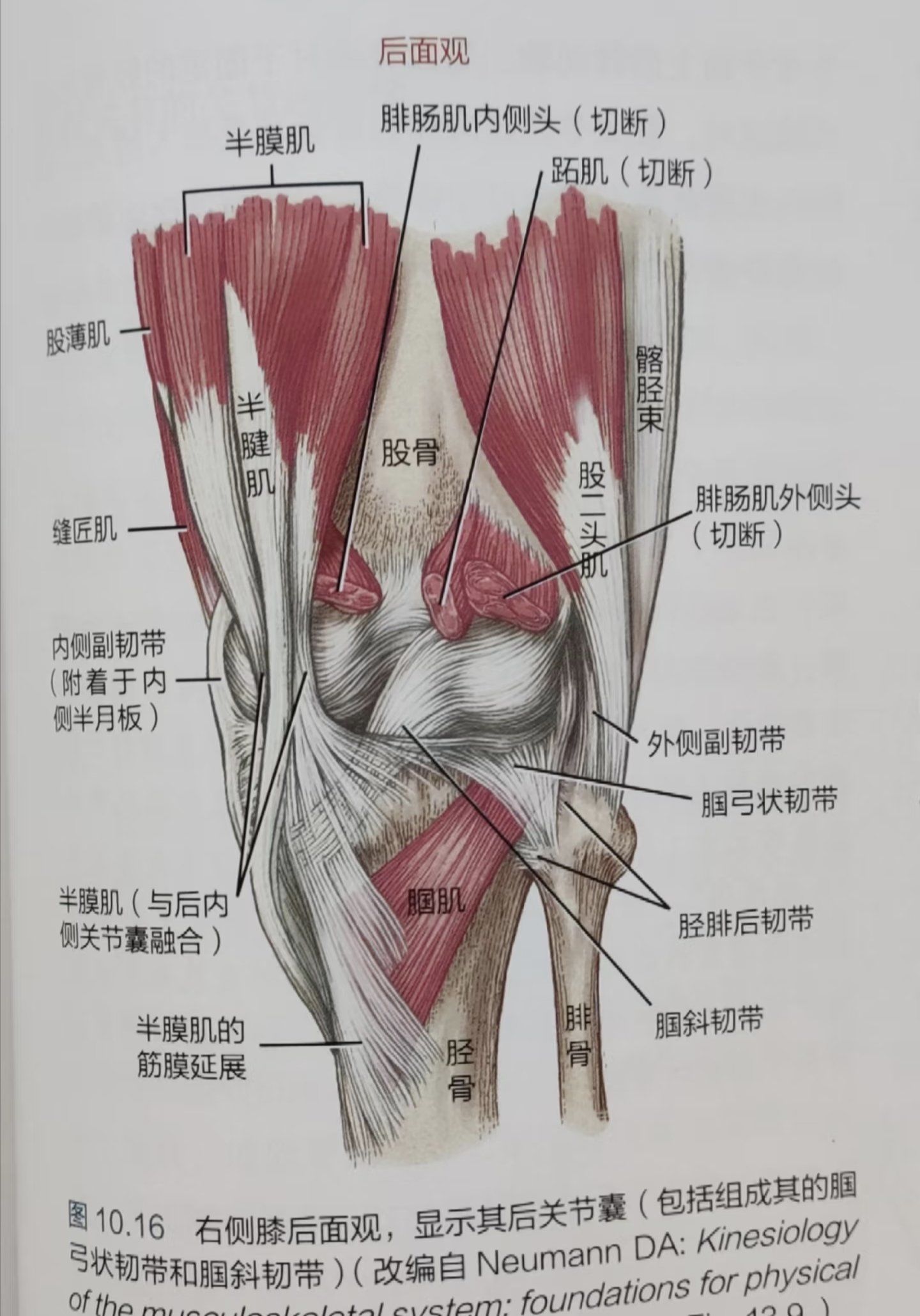 膝关节弹响(髌股摩擦引起)
