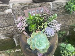 -南山植物园