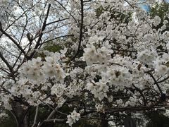 -玛格萝妮比萨屋(四平店)