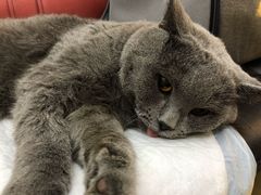 -瑞派天宁宠物医院·猫科·异宠中心