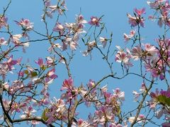 -广东花都湖国家湿地公园