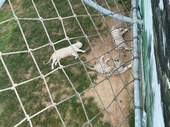 -西霞口神雕山野生动物世界