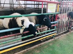 -南宫五洲植物乐园