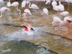 -九龙公园