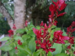 -中国科学院西双版纳热带植物园