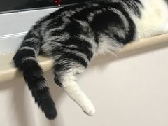 -北京观赏动物医院·24小时大型综合·猫专科·异宠专科