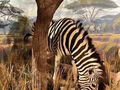 -陕西自然博物馆