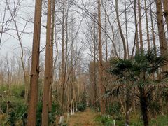 -东平国家森林公园