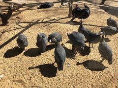 -石家庄市动物园