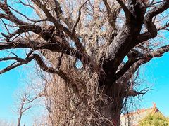 -大槐树寻根祭祖园