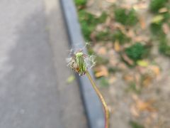 -大榕树柴火鸡•别院小厨(新都店)