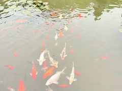 -碧江金楼