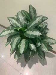 -新生植发·植养护一体