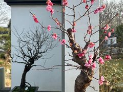 -杭州植物园
