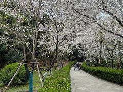 -武汉大学-樱园