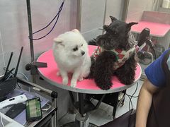 -宠福鑫康馨动物医院·骨科·眼科
