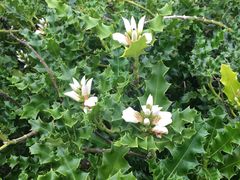 -东寨港红树林旅游区