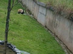 -中国大熊猫保护研究中心雅安碧峰峡基地