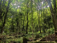 -广州市石门国家森林公园