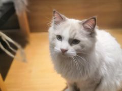 -滚猫咖啡·猫咖·猫友好撸猫(未来城店)