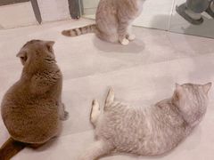 -猫儿山۰猫主题餐厅