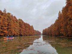 -上海海湾国家森林公园