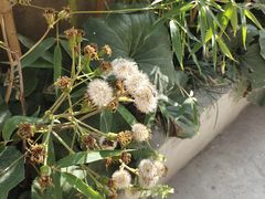 -肥朵食堂(带梦胡同店)