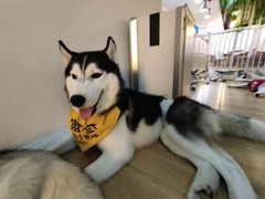 -Husky Go! 哈士奇体验馆·宠物咖啡厅狗咖