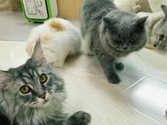 -猫和宫(六道口店)