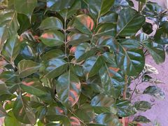 -象山村腊排骨(丽江总店)