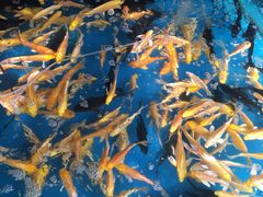 -白佛花鸟鱼虫批发市场小型宠物交易(东区)