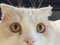 -藏猫猫咖啡主题馆(中央大道店)