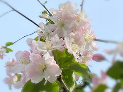 -莫愁湖公园