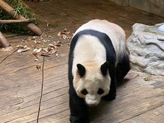-深圳野生动物园